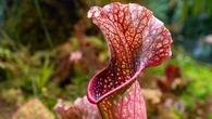 Cette plante carnivore originaire d'Amérique du Nord est un piège naturel pour lutter contre les frelons asiatiques