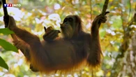 VIDÉO - L'orang-outan menacé d'extinction : comment sauver "l'homme de la forêt" ?