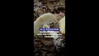 Coupable d’un triple assassinat : elle empoisonne sa belle-famille avec des champignons vénéneux