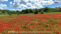 Provence : les couleurs du printemps attirent les touristes