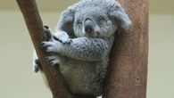 En Australie, une association lance une campagne de recrutement pour trouver son nouveau chien sauveteur de koalas