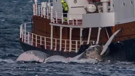 L'Islande reprend la chasse à la baleine pour la première fois depuis deux ans