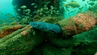 "L'anguille à l'agonie" : pourquoi des ONG, des pêcheurs et des scientifiques demandent l'arrêt de cette pêche