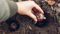 Jardinage : pourquoi devriez-vous commencer à planter vos bulbes de fleurs en "lasagnes" ?