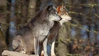 Comment faire la différence entre le chien et le loup sans se tromper ?