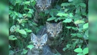"Tout à coup, ils étaient quatre à me fixer" : les images rarissimes de chats forestiers dans les Hauts-de-France