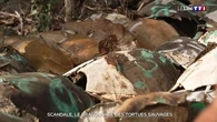 Scandale : le braconnage des tortues sauvages