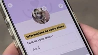 "C'est très important de sociabiliser" : les chiens ont désormais leur propre application de rencontres