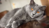 Ce que vous devez savoir avant d'envisager d'adopter un chat Chartreux