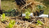 C'est économique et écologique : pour protéger le sol, voici ce que vous devez utiliser pour réaliser un paillis organique dans votre jardin