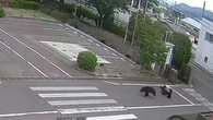 Japon : les images effarantes des ours qui s'attaquent aux passants en pleine ville
