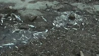 Dans le Doubs, la sécheresse précoce assèche un cours d'eau