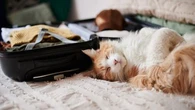 Les conseils d'une vétérinaire pour passer des vacances sereines avec son chat