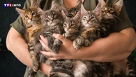 Ce qu'il faut savoir avant d'adopter un chat Maine Coon