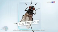 La mouche, mal-aimée et pourtant si utile
