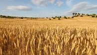 Les céréaliers français craignent la pire récolte de blé depuis plus de 40 ans