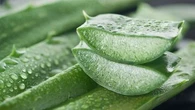 Cette plante soulage les brûlures, les affections de la peau et les troubles intestinaux, mais elle nécessite des précautions
