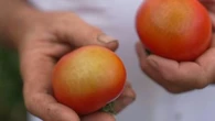"C'est brûlé complètement" : avec cette nouvelle canicule, les producteurs de fruits et légumes inquiets pour leurs filières