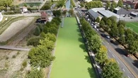 "Une espèce capable de se cloner" : pourquoi le canal de Roubaix est devenu totalement vert