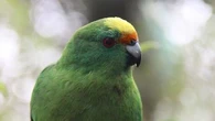 Nacho et Trixie, ces deux oiseaux "super-reproducteurs" qui participent à sauver l’espèce des perruches de Malherbe, ont déjà engendré 55 bébés
