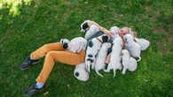 Ils vont apprendre plus rapidement que d'autres races : ces chiens sont réputés comme étant les plus propres