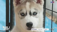 Chiots : trop d’achat compulsif ?