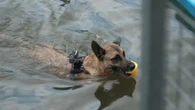 Qu'est-ce que le "Dock Diving", cette drôle de discipline en plein essor chez les propriétaires de chiens en France ?