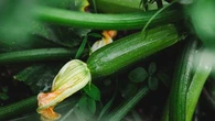 "Pour éviter d'avoir ces fruits qui avortent…" : ensoleillement, arrosage, pollinisation... Cinq choses à savoir pour bien récolter ses courgettes cet été, selon un jardinier