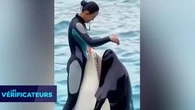 VÉRIF' - Cette dresseuse d'orques a-t-elle vraiment été tuée par l'animal qu'elle entraîne?