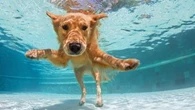 Le chlore est un agent oxydant puissant : est-ce que je peux laisser mon chien se baigner dans une piscine sans risque ?