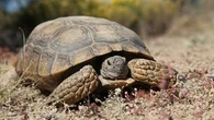 Le saviez-vous ? Certains animaux se protègent de la chaleur de l'été... en estivant