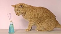 Animaux de compagnie : faites attention quand vous utilisez des huiles essentielles, car elles peuvent être toxiques !