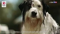 Animaux : les refuges déjà saturés avant l’été