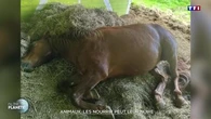 Animaux : les nourrir peut leur nuire
