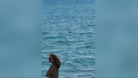 VIDÉO - "Il est arrivé carrément à dix mètres du bord" : un requin surprend les vacanciers sur une plage du Barcarès