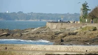 Finistère : des plages fermées après la mystérieuse découverte de centaines d'anguilles de mer échouées sur le sable