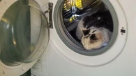 "C'est presque un miracle " : un chaton passe près d'une heure dans une machine à laver en marche et survit