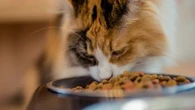 Mon chat mange trop vite : quels risques pour sa santé et quelles solutions ?