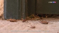 "Ça devient un peu psychotique" : comment expliquer l'invasion de cafards en cours à Bastia ?