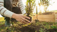 Planter des arbres dans son jardin oui, mais pas n'importe comment !