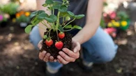 Ces trois variétés de fraises sont faciles à cultiver, même pour les jardiniers débutants
