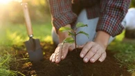 5 erreurs à éviter quand on plante un arbre, selon Pierre Le Cultivateur