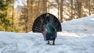 Sept grand tétras réintroduits dans les Vosges : nouvelle étape ou échec ?