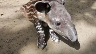 Les images attendrissantes d'un petit tapir tout juste né au zoo de Houston, aux États-Unis
