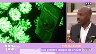 C’est déjà demain : Des plantes lampes de chevet