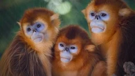 Zoo de Beauval : vive émotion pour la première présentation au public (et la révélation des noms) des 3 singes dorés