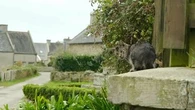 "Ils ont griffé des passants" : l'île de Molène lance une campagne de capture pour stériliser ses nombreux chats errants