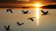 Mystères du monde animal : comment les oiseaux migrateurs font-ils pour retrouver leur chemin ?