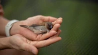 J'ai trouvé un oiseau blessé lors de ma promenade ou dans mon jardin : voici ce que je ne dois surtout pas faire si je veux l'aider