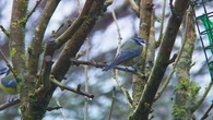 "Beaucoup plus stressés, plus agressifs" : pourquoi les oiseaux ne chantent plus comme avant
